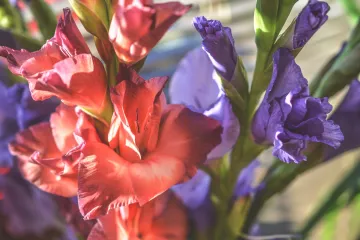 Gladiola kao ukrasna biljka: savjeti za uzgoj gladiole