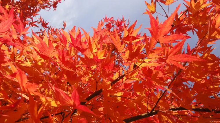 Ukrasno drveće: ovo su najljepša ukrasna stabla za okućnicu
