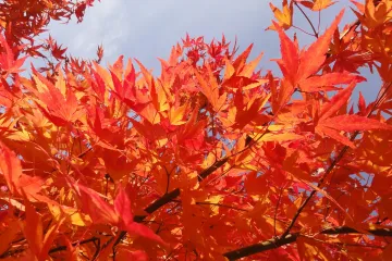 Ukrasno drveće: ovo su najljepša ukrasna stabla za okućnicu