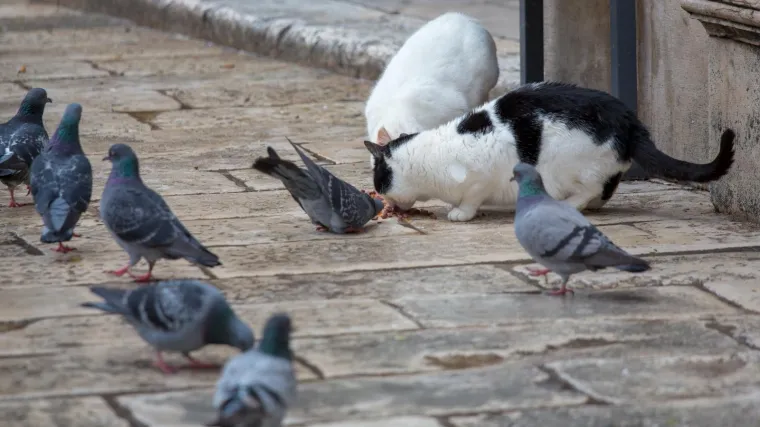 Hoće li im netko pomoći? 'Monstrum nam već petu godinu zaredom truje mačke, ugibaju u stra&scaron;nim mukama, a nikoga nije briga'