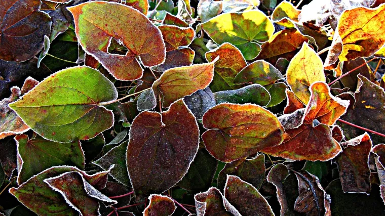 Cvijeće trajnice pokrivači tla - cvijeće koje će uspijeti u hladovini vrta