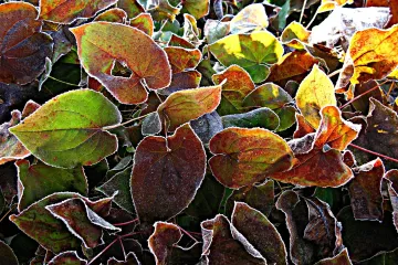 Cvijeće trajnice pokrivači tla - cvijeće koje će uspijeti u hladovini vrta