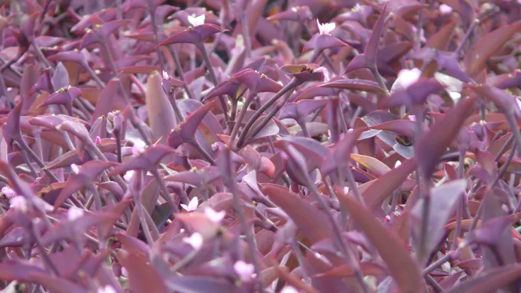 Crvenolisni puzavac - vazdazelena trajnica