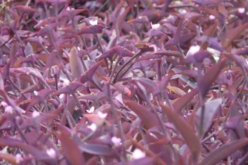 Crvenolisni puzavac - vazdazelena trajnica