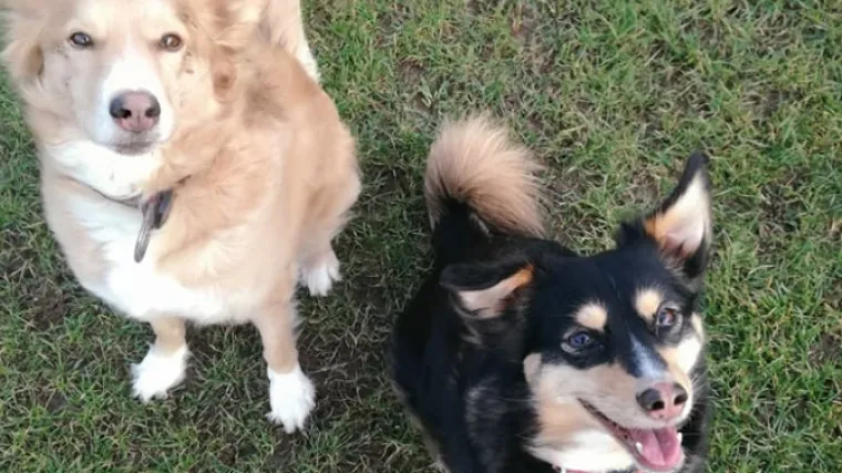 Evo kako Hrvati u Irskoj pi&scaron;u upute za čuvanje psa: 'Jo&scaron; će psi bolje znati engleski nego ovi na&scaron;i u Saboru'