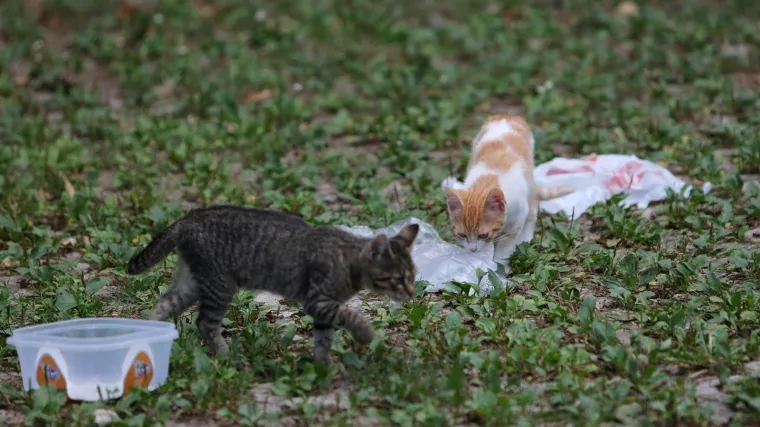 'Životinja se grči i od bolova udara glavom u zid, za pet minuta ugiba u strašnim bolovima'