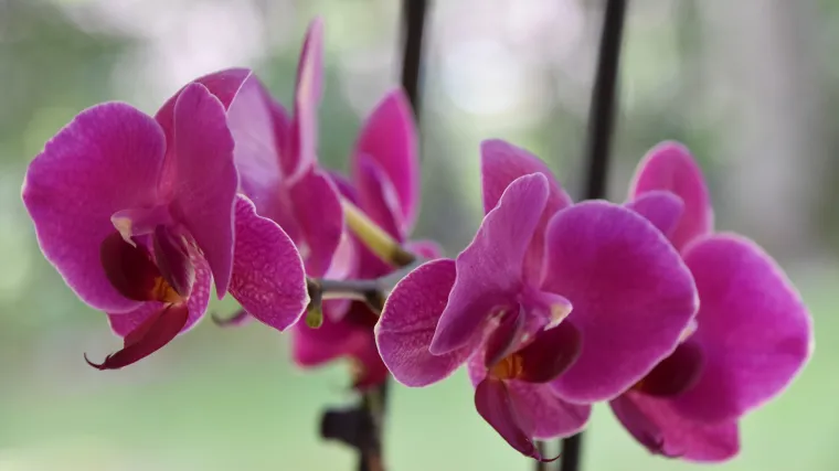 Naučite kako orezati orhideju nakon cvatnje