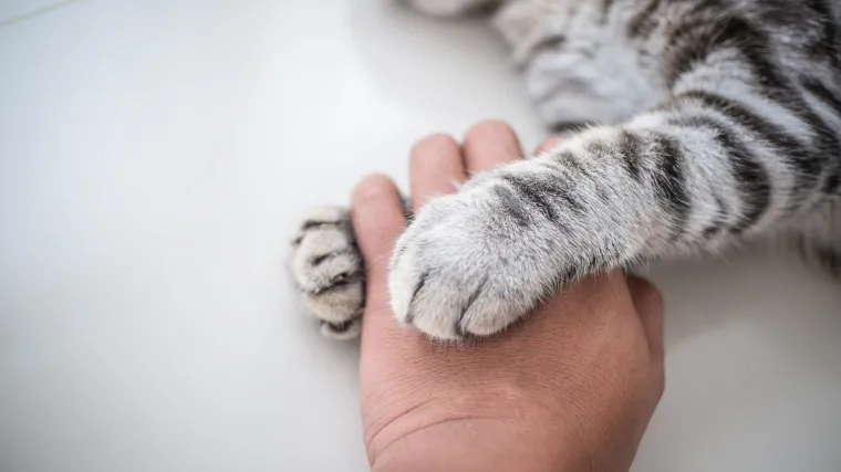 Prima mirovinu od 600 kuna, a sa svojim ljubimcima dijeli sve: 'Mogu i cijeli dan biti gladna, bitno je da oni imaju'