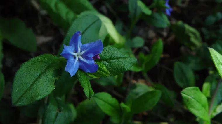 Modro oko biljka - biljka crvenih listova