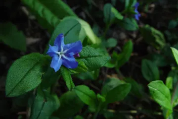 Modro oko biljka - biljka crvenih listova