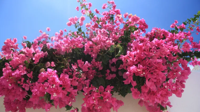 Bougainvillea uzgoj - kako uzgajati bougainvillea cvijet?