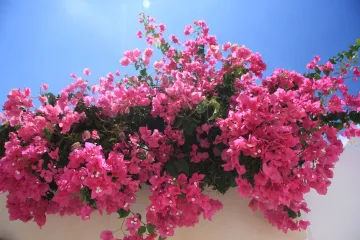 Bougainvillea uzgoj - kako uzgajati bougainvillea cvijet?