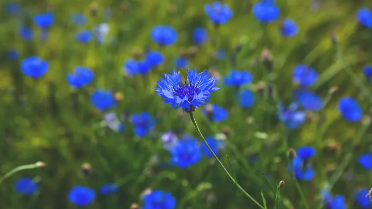 Različak biljka - ukras na livadama i korov među žitaricama