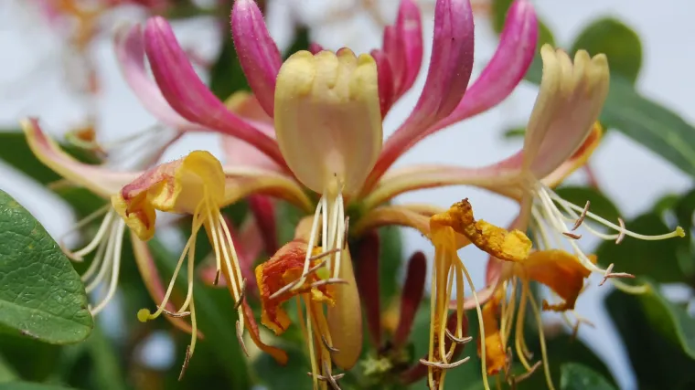 Lonicera penjačica - azijska penjačica aromatičnog mirisa