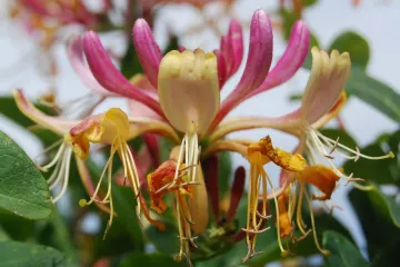 Lonicera penjačica - azijska penjačica aromatičnog mirisa