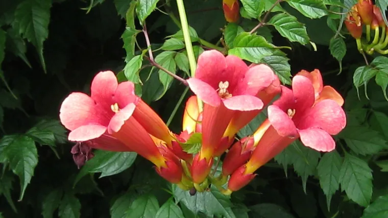 Tekoma biljka - biljka otporna na mraz i niske temperature