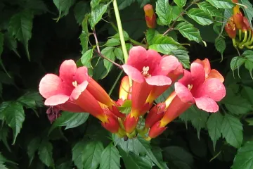 Tekoma biljka - biljka otporna na mraz i niske temperature