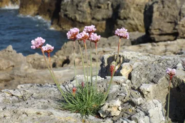 Primorska babosvilka - ukras stjenovitih morskih područja