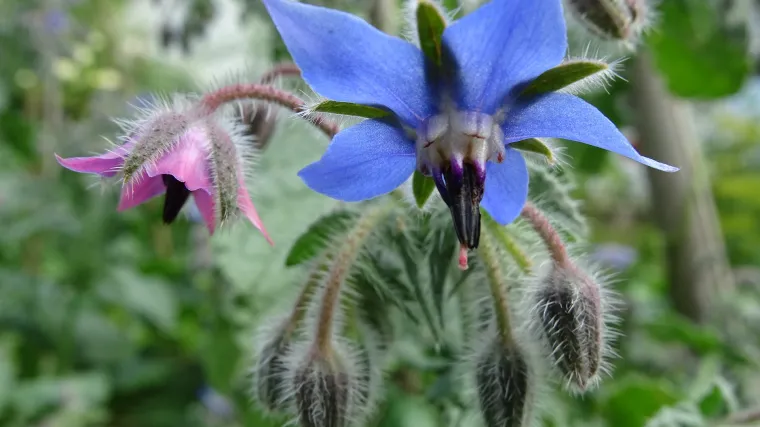Boražina biljka: prirodni lijek za koncentraciju i mršavljenje