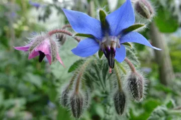 Boražina biljka: prirodni lijek za koncentraciju i mršavljenje