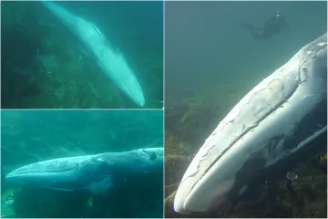 Bio je dulji od 11 metara, znaju zašto je uginuo