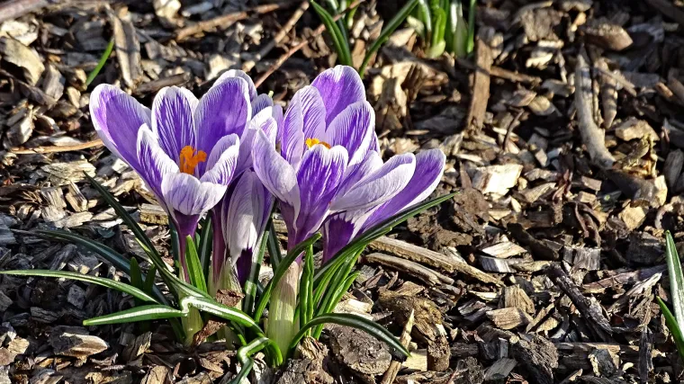 Vrste cvijeća za vrt - koje vrste zasaditi u vrt?