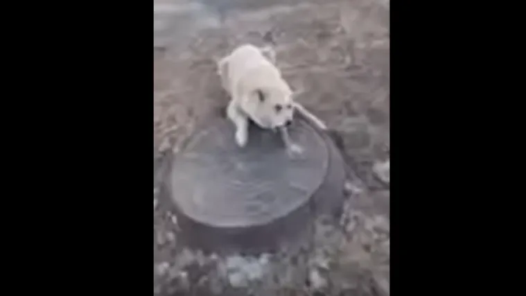 Bravo, dobri čovječe: svi okretali glavu nad psom u nemogućoj situaciji, ali on nije odustao