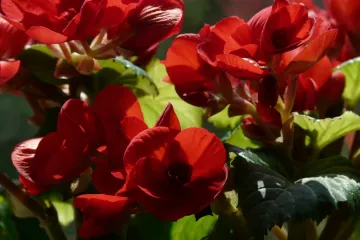 Cvijeće za hladovinu - vrste cvijeća kojima odgovara hladovina