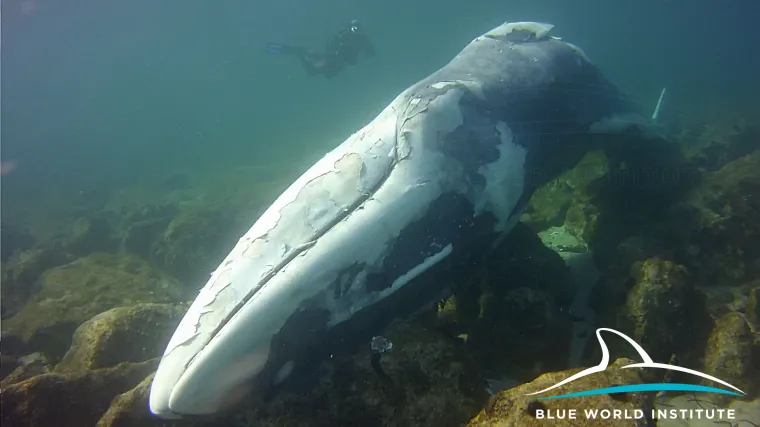 Kod Lo&scaron;inja prona&scaron;li uginulog kita: 'Životinja je djelovala mr&scaron;avo, pretpostavljamo da je uginula od iscrpljenosti'