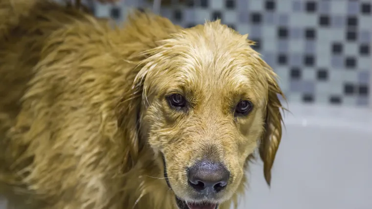 Savjeti za kupanje va&scaron;eg ljubimca: koliko često kupati psa?
