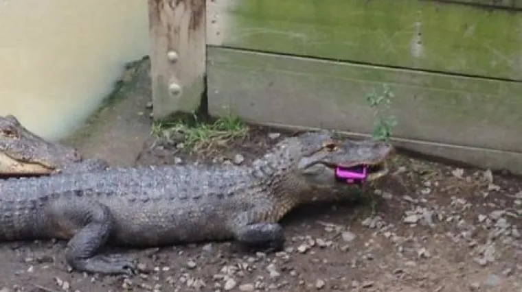 Ako mislite da vi imate lo&scaron; dan, pogledajte na&scaron;u fotogaleriju