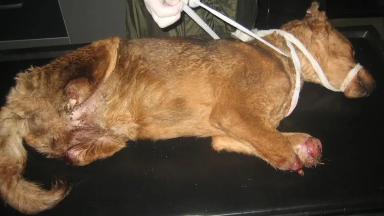 Nagrada se popela na 3000 eura: tko su zlostavljači koji su psu odrezali sve četiri noge i u&scaron;i?