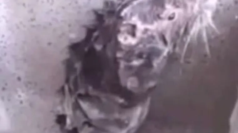 I onda kažemo da su prljavi: snimio &scaron;takora koji se tu&scaron;ira kao čovjek