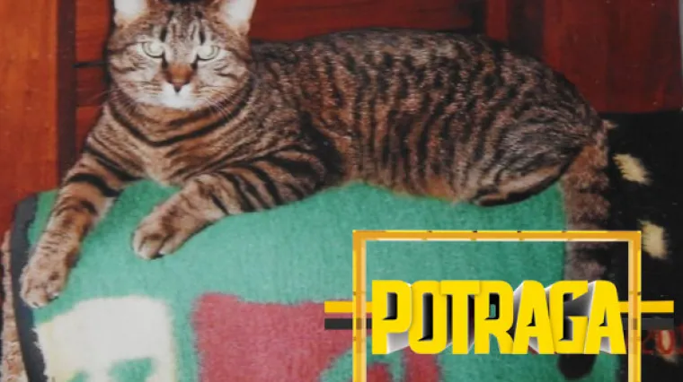 Vlasnica ne odustaje od pronalaska svog mačka: za Tigrana nudi čak 50.000 kn, angažirala je i privatnog detektiva!