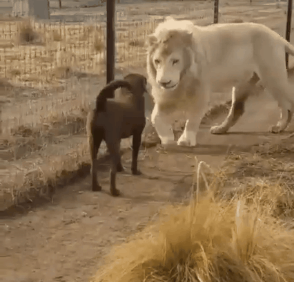 Kad se pas i mačka sprijatelje