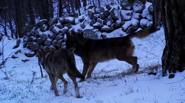 Tko se boji vuka jo&scaron;: ovako izgledaju vukovi snimljeni na Velebitu