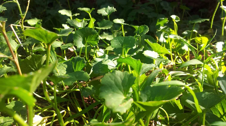 Brahmi biljka - prirodni stimulator mozga