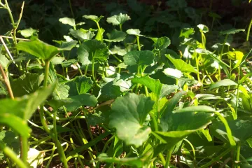 Brahmi biljka - prirodni stimulator mozga