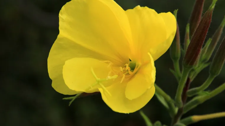 Noćurak biljka - prirodni lijek za dermatološke probleme