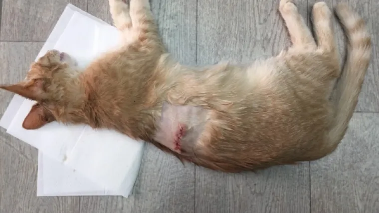 Manijak pu&scaron;kom ubija i ranjava mačke, koristi i specijalne metke