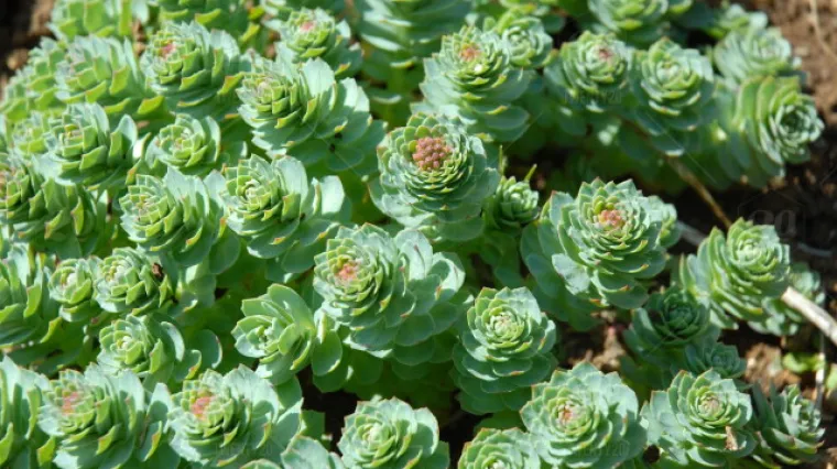 Ružičasti žednjak: biljka koja liječi stres i depresiju