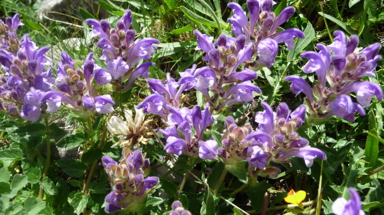 Ljekovita grozničica: biljka koja liječi