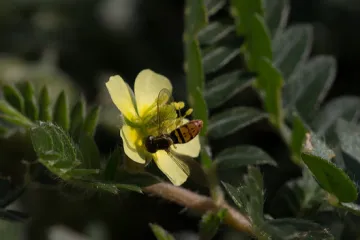 Babin zub biljka - korov koji povećava razinu testosterona