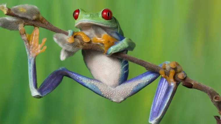 Curi mu vrijeme: najusamljeniji svjetski žabac Romeo treba pomoć u potrazi za Julijom