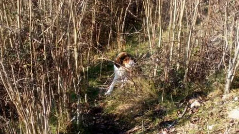 'Ovaj jadničak nekom vi&scaron;e nije trebao pa je zavr&scaron;io u &scaron;umi bez pola lubanje': Knin u &scaron;oku nakon monstruoznog zlostavljanja psa