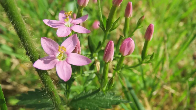 Kičica biljka - livadna biljka koja liječi probavne tegobe