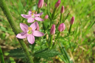 Kičica biljka - livadna biljka koja liječi probavne tegobe