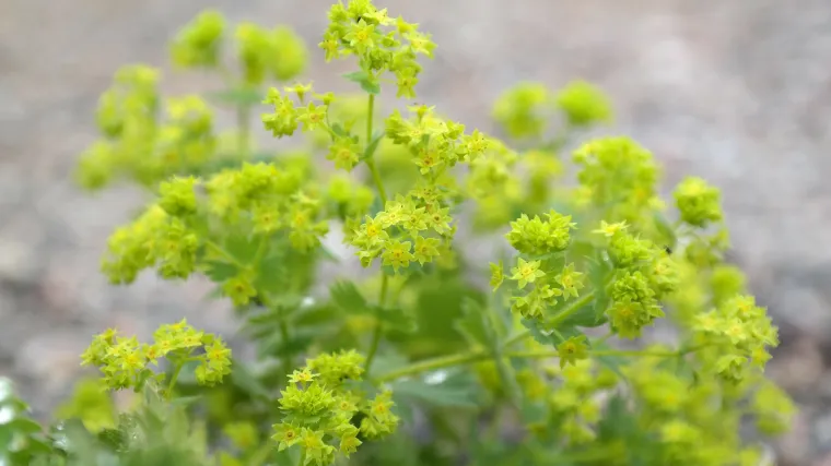 Vrkuta obična - medonosna biljka ljekovitih svojstava