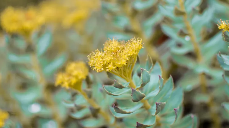 Rhodiola biljka - prirodni antidepresiv