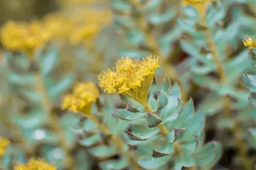 Rhodiola biljka - prirodni antidepresiv